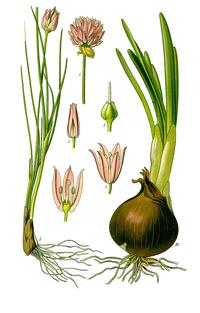 Enjoy spring chives, which boast beautiful flowers atop the bulbs.